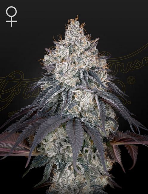 Lemon Orange Feminised Seeds