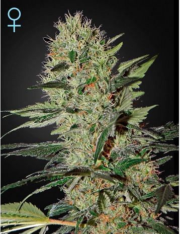 Exodus Cheese CBD Auto feminisierte Samen 