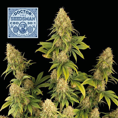 Doctor Seedsman CBD 30:1 feminisierte Samen