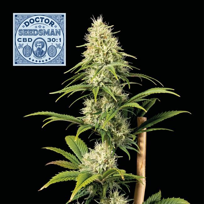 Doctor Seedsman CBD 30:1 feminisierte Samen