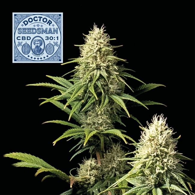 Doctor Seedsman CBD 30:1 feminisierte Samen