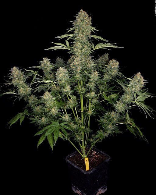 Serious Kush Feminised Seeds