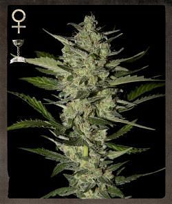 Flowerbomb Kush Feminised Seeds