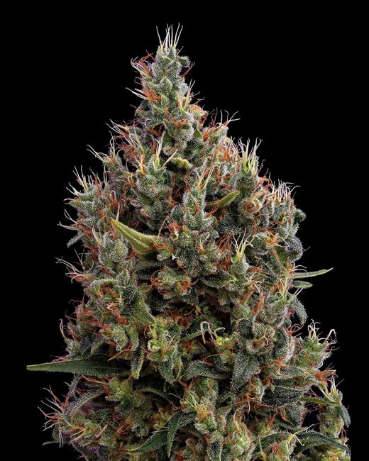 Big Bang Auto Feminised Seeds