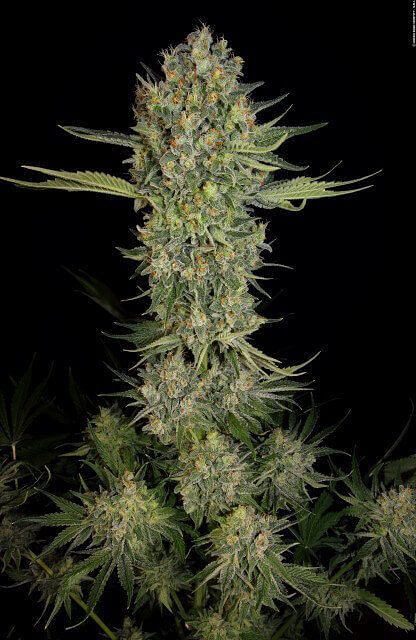 Serious Kush Feminised Seeds