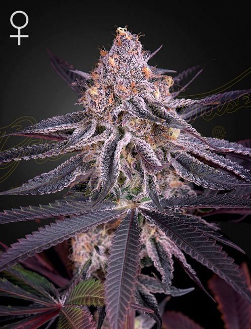 King's Juice Feminised Seeds