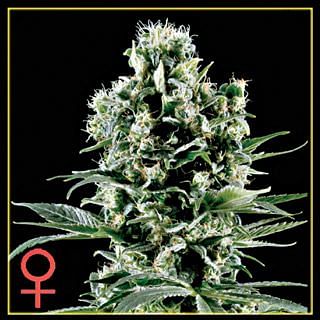 Himalayan Gold Feminised Seeds