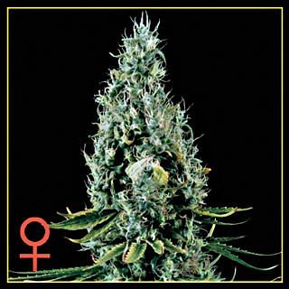 Arjan's Haze #3 Feminised Seeds