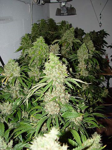 Bubble Gum Regular Seeds - 11