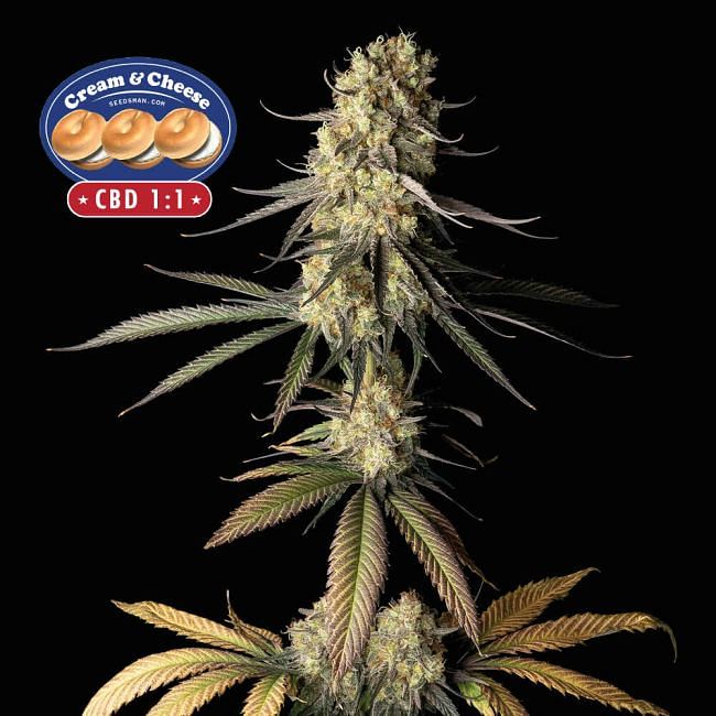 Cream & Cheese CBD 1:1 Feminised Seeds