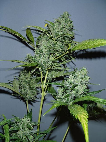 White Russian Auto feminisierte Samen