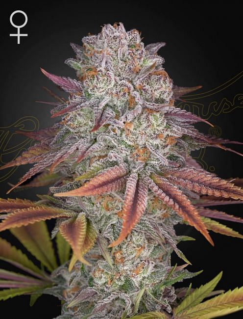 Pulp Friction Feminised Seeds