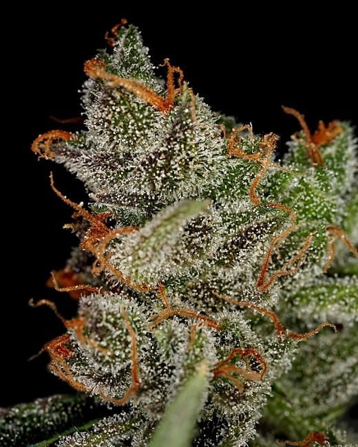 King's Kush Feminised Seeds