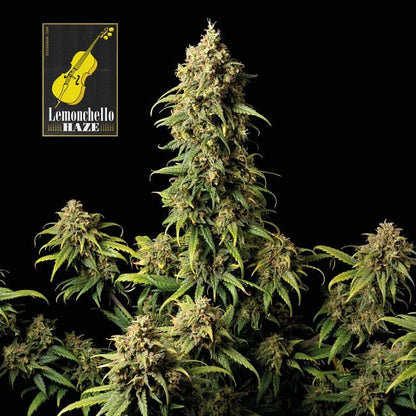 Lemonchello Haze Feminised Seeds