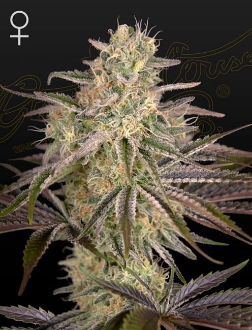 Cloud Walker Feminised Seeds