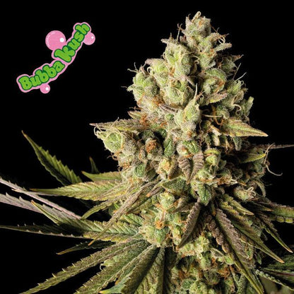 Bubba Kush Feminised Seeds