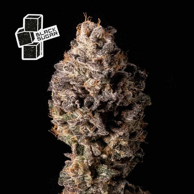 Black Sugar Feminised Seeds