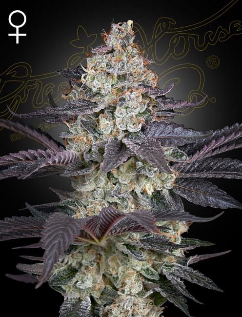 Ztrawberry Feminised Seeds