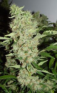 Bubble Gum Regular Seeds - 11