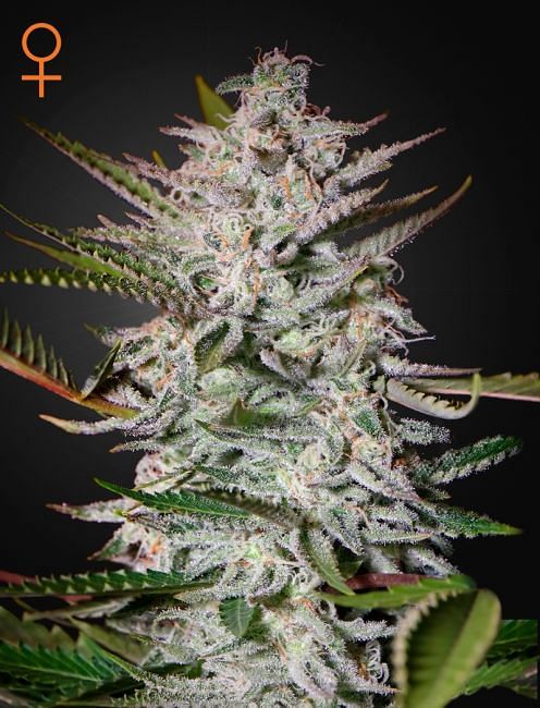 Holy Punch Feminised Seeds