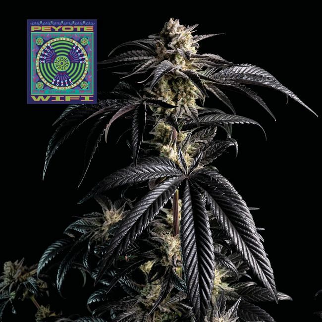 Peyote Wi-Fi Feminised Seeds