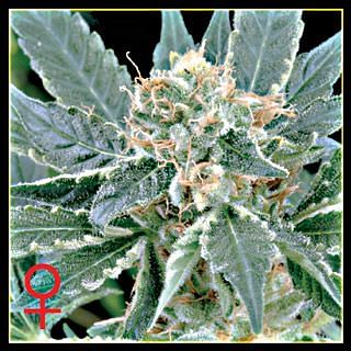 A.M.S. Feminised Seeds