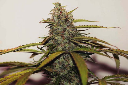 White Widow Regular Seeds