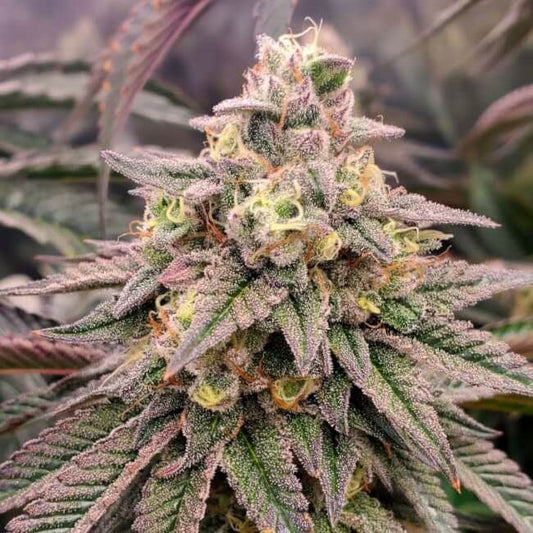 Forbidden Fruit FAST Feminised Seeds