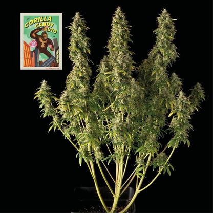 Gorilla Candy Auto Feminised Seeds