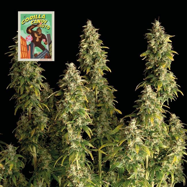 Gorilla Candy Auto feminisierte Samen