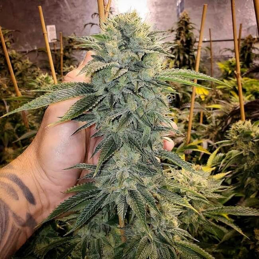 Geist OG FAST Feminised Seeds