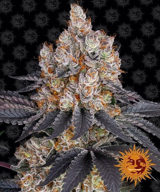 Gelato Feminised Seeds