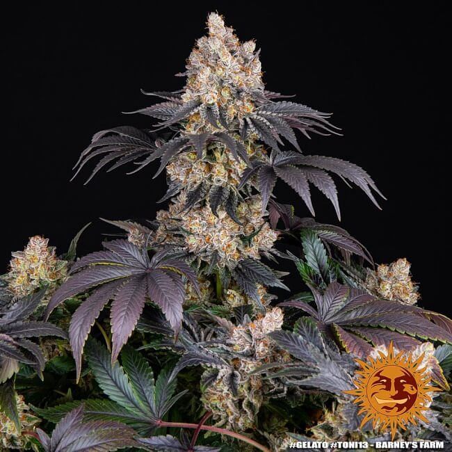 Gelato Feminised Seeds