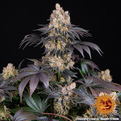 Gelato Feminised Seeds