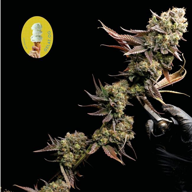 Gelat.OG Feminised Seeds