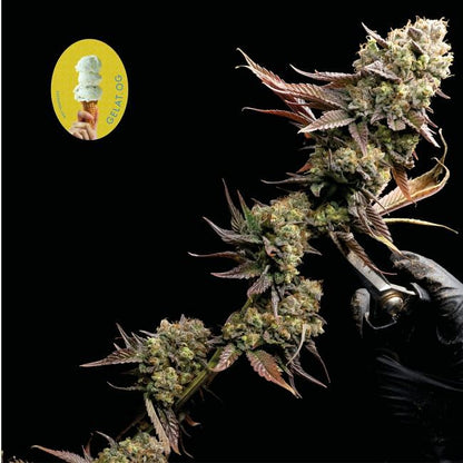 Gelat.OG Feminised Seeds