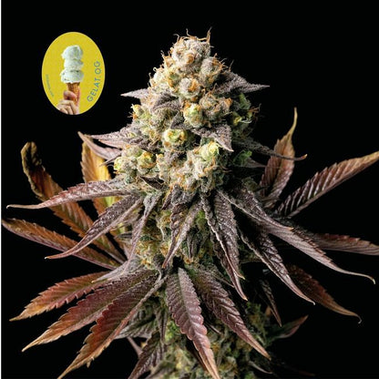 Gelat.OG Feminised Seeds