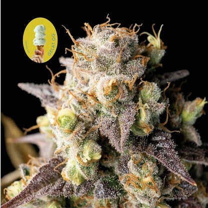 Gelat.OG Feminised Seeds