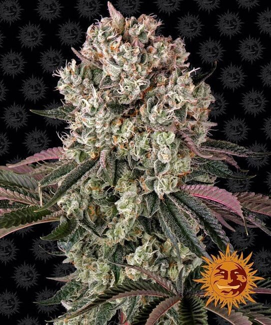 Glookies Feminised Seeds