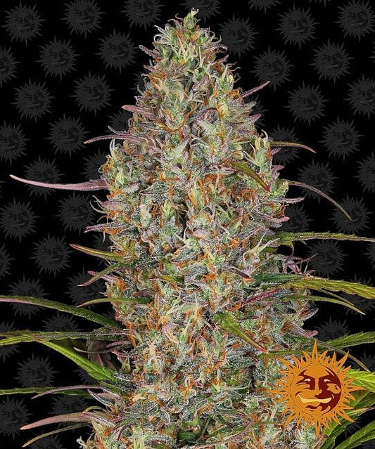 Glue Gelato Auto Feminised Seeds