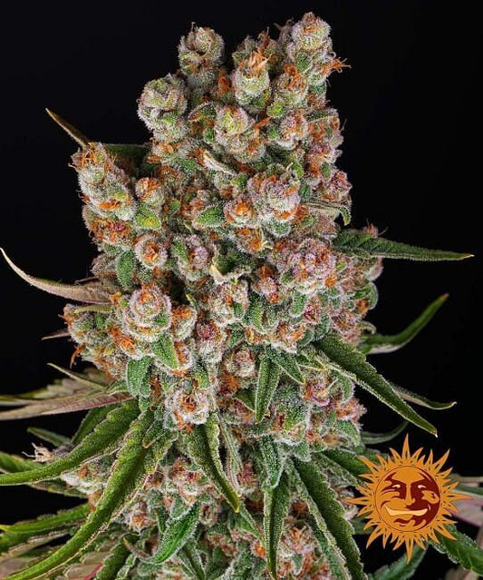 GMO Auto Feminised Seeds