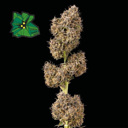 Green Crack Auto Feminised Seeds