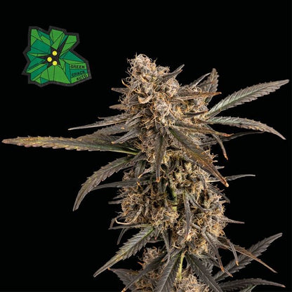 Green Crack Auto Feminised Seeds