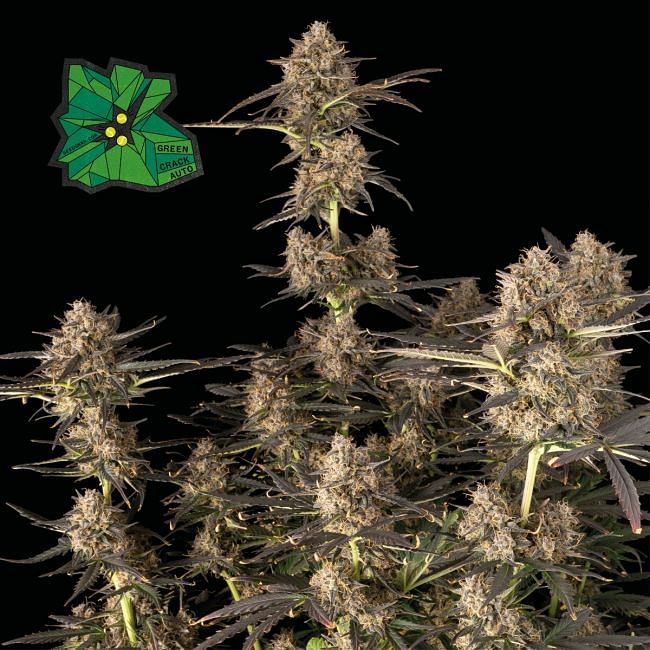 Green Crack Auto Feminised Seeds