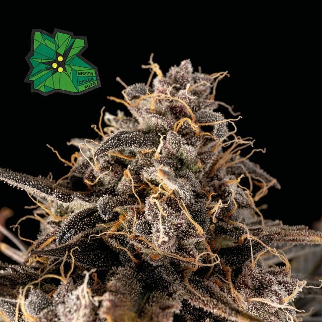 Green Crack Auto Feminised Seeds