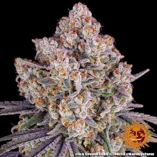 Ice Cream Cake Feminised Seeds