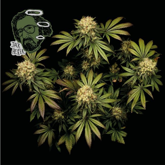 Feminisierte Jack Herer-Samen