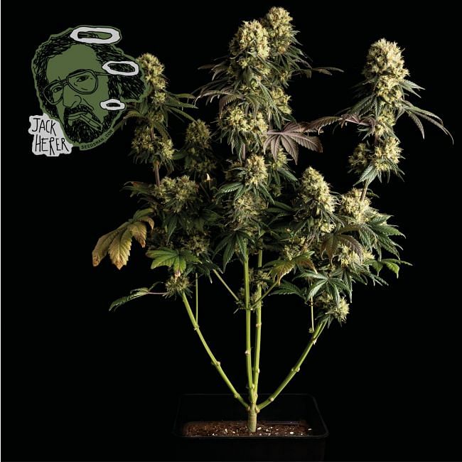 Feminisierte Jack Herer-Samen