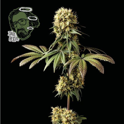 Feminisierte Jack Herer-Samen