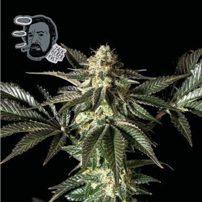 Jack Herer FAST Feminised Seeds